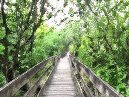 Marymoor Park Forest Trail neural world preview